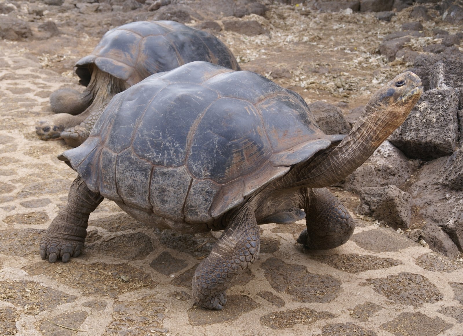 Saturday’s Spotlighted Travel- Galapagos Islands and Peru